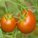 29 June - Organic Gardening
-TheEssentialTool-KitforGrowingHealthyFood